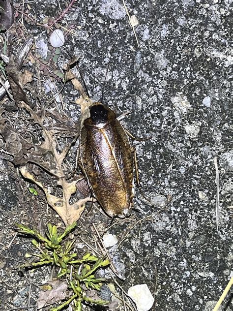 Rhabdoblatta Yayeyamana In November 2023 By Nakatada Wachi INaturalist