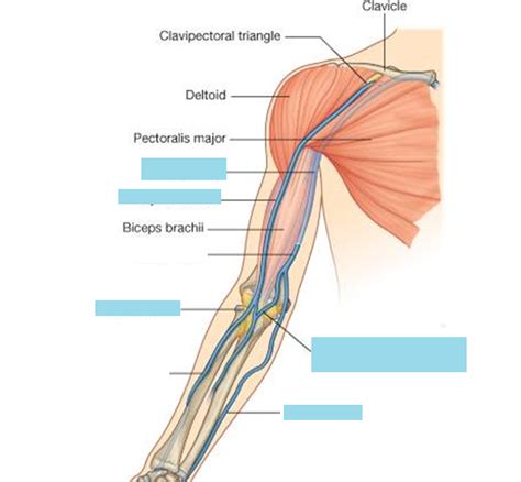 Arm Veins Diagram | Quizlet