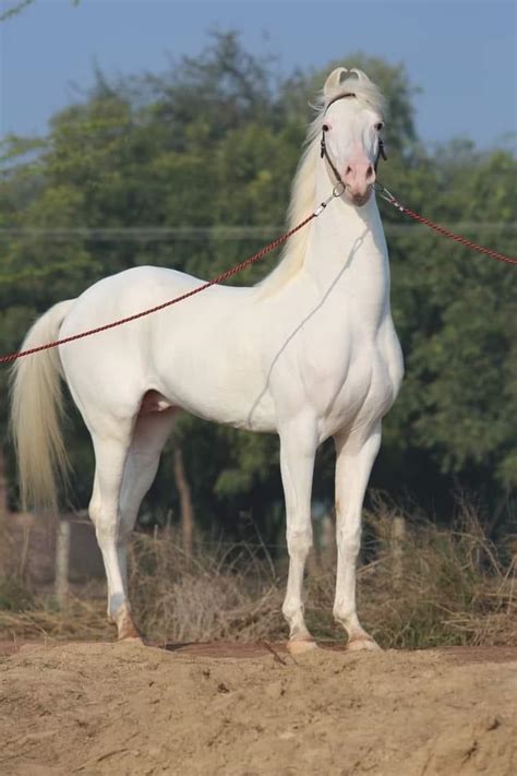 Nukra stallion Maharana🐎 : r/Horses