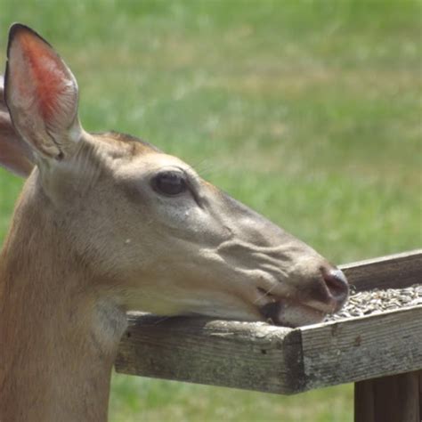 White Tailed Deer Project Noah