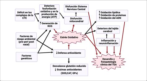 Disfunción mitocondrial y estrés oxidativo asociado al trastorno del