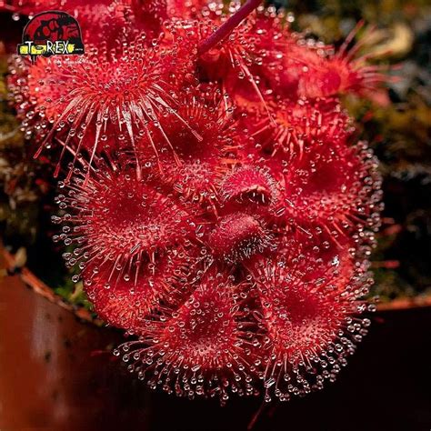 Compre agora a Drosera Burmanni Red a planta carnívora fascinante e