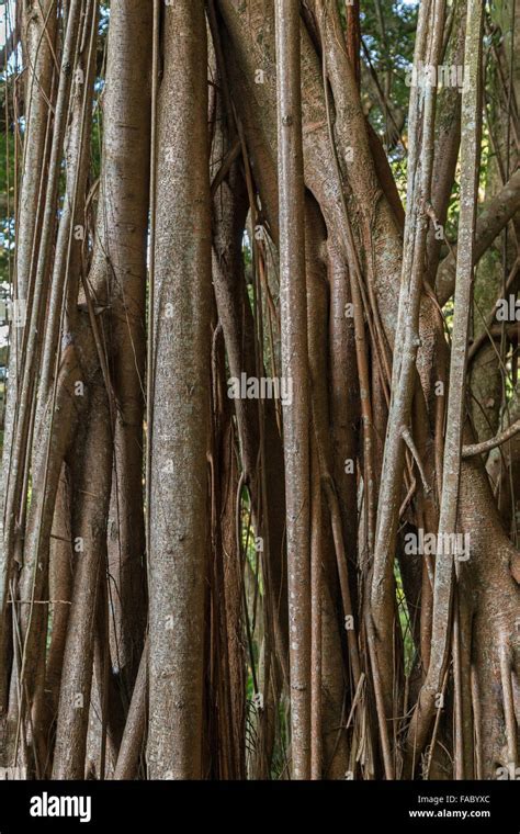 Indian fig tree hi-res stock photography and images - Alamy