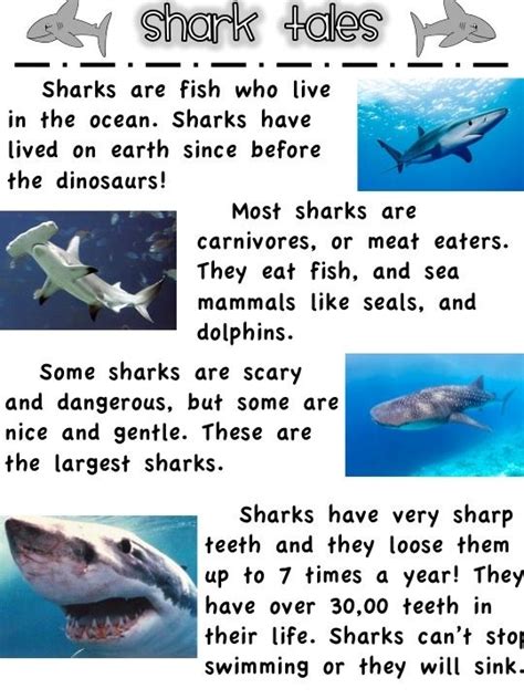 First Grade Fanatics Whales And Sharks In 2023 Shark Activities