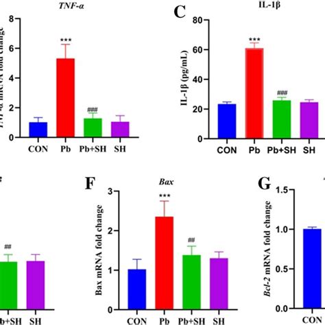 Effects Of Sh On The Mrna Expression Levels Of Nf κb P65 And Iκbα In