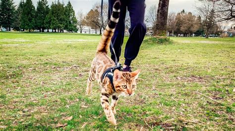 Bengal Kittens Walking On A Leash Kopi With Kaya Youtube