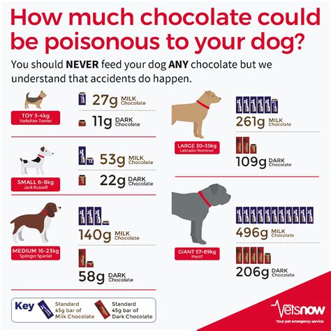 How Long Does Chocolate Poisoning Last In A Dog
