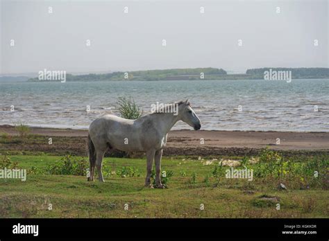 White horse portrait Stock Photo - Alamy