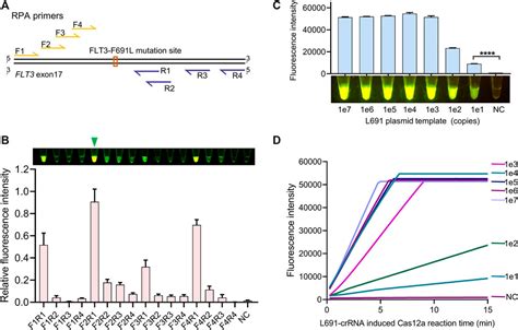 Frontiers Rapid And Sensitive Diagnosis Of Drug Resistant FLT3 F691L