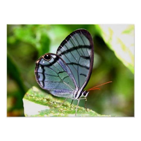 Borboleta transparente azul, Costa Rica Poster | Zazzle