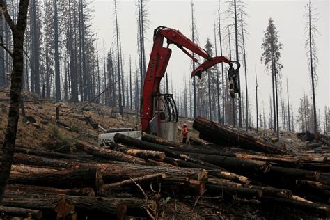 COP26 Over 100 Global Leaders Pledge To End Deforestation By 2030