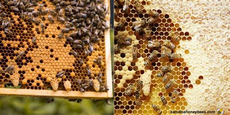 What To Do With Queen Cells In Your Hive Carolina Honeybees