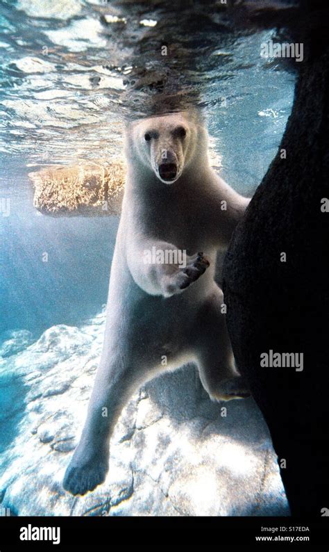 A polar bear is seen underwater Stock Photo - Alamy