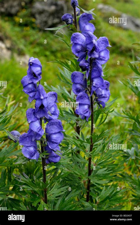 Wolfs Bane Aconite Monkshood Aconitum Napellus Flowering Stock