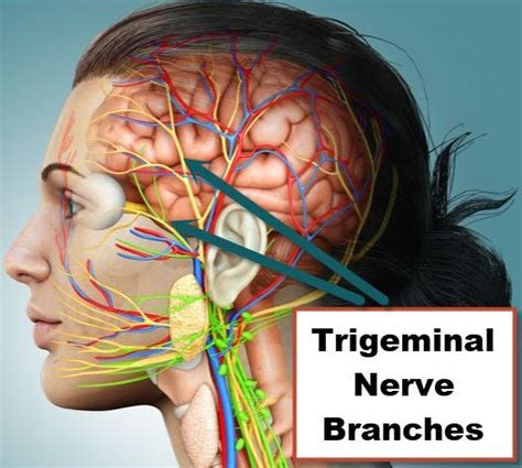 Trigeminal Neuralgia