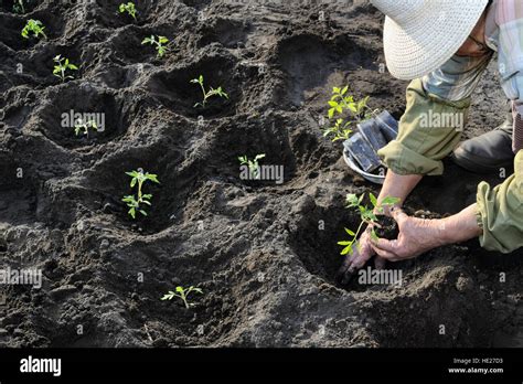 Proceso de siembra de tomate fotografías e imágenes de alta resolución