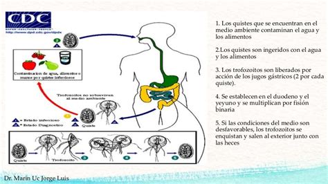 Giardia Lamblia