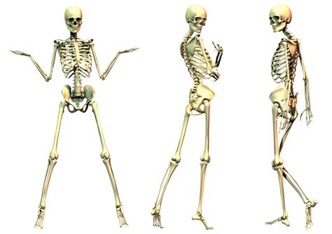 Free Human Skeleton Png Download Free Human Skeleton Png Png Images