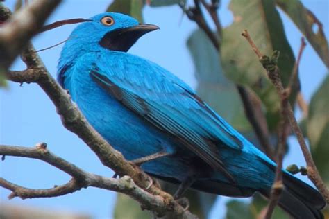 Amazon Rainforest Birds | Photos & Info | Thinkjungle.com