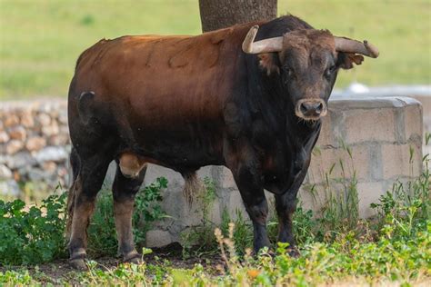 Galer A As Son Los De Garcigrande Para Valladolid La Tierra Del Toro