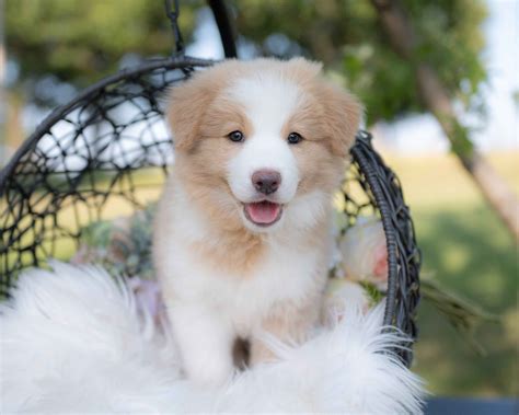 Border Collie Puppies For Sale In Missouri