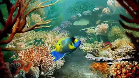 Tropical fish live wallpaper - YouTube