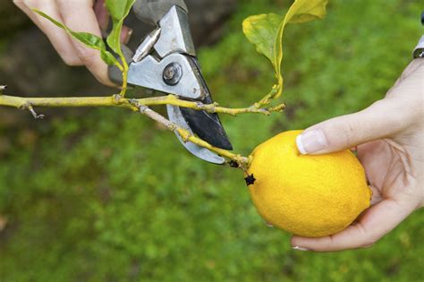 How To Prune A Lemon Tree For More Fruit, According To Pros | Gardening ...