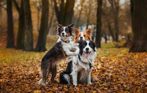 Hvor Gammel Er Din Hund I Menneskeår Ebutik Dyrlægevagten