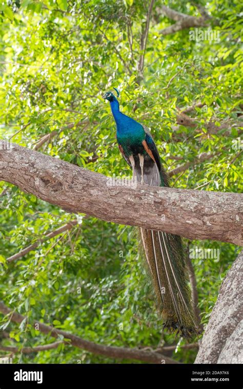 Indian Peafowl Pavo Cristatus Mareeba Queensland Australia November