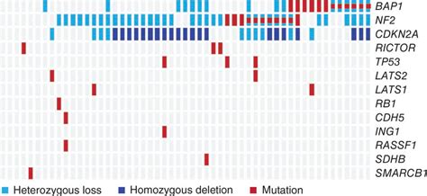 Integrated Gene Map Showing BAP1 Losses And Mutations In Relation To