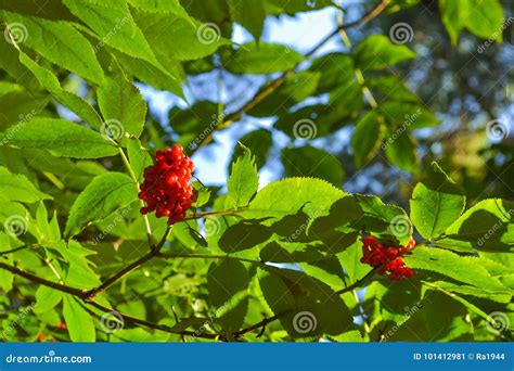 Un Arbusto Con Las Bayas Rojas Del Bosque En Una Rama Con Las Hojas