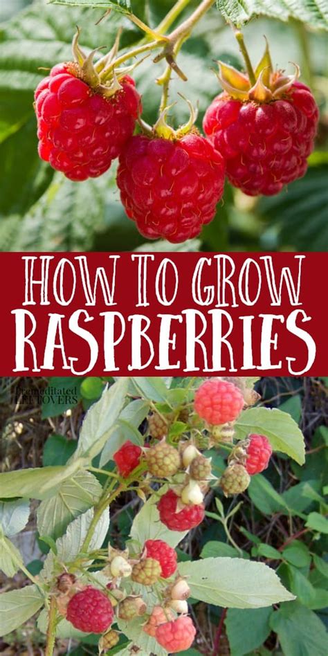 Tips For Growing Raspberries