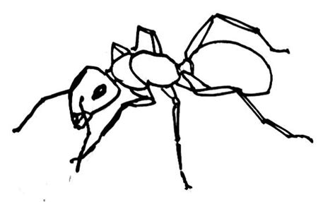 Ant Line Drawing - ClipArt Best