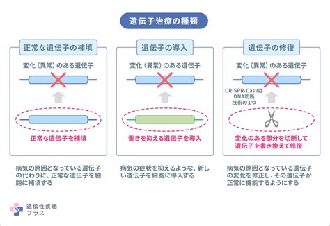 遺伝子治療と核酸医薬 遺伝性疾患プラス