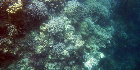 Snorkeling in Moalboal Cebu: You're unlucky if you don't see a turtle 🐢