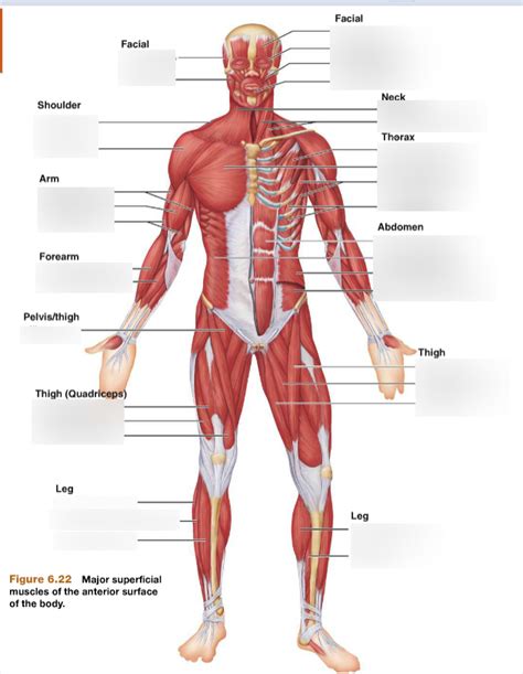 Anterior Muscles Full Body Lower Legs Diagram Quizlet