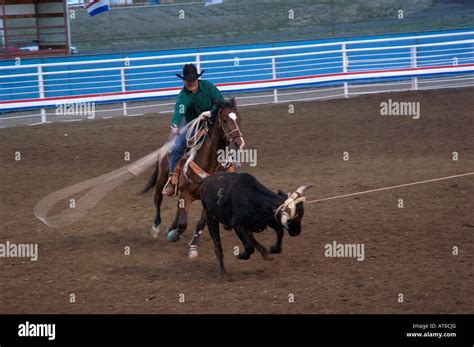 A cowboy lassos a calf during a calf roping competition at the Cody ...