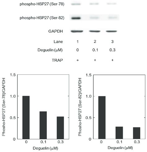 The Effect Of Degueline On The Trap Induced Phosphorylation Of Hsp In