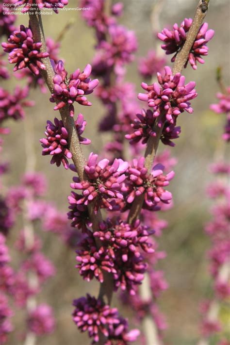 Plantfiles Pictures Cercis Species Chinese Redbud Cercis Chinensis