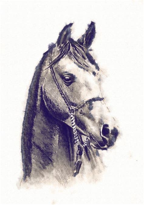 Freehand Horse Head Pencil Drawing Stock Illustration - Illustration of ...