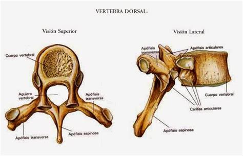 Anatomía Del Cuerpo Humano Vértebras Torácicas