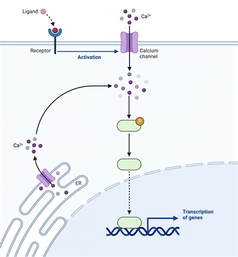 Signal Transduction College Biology I