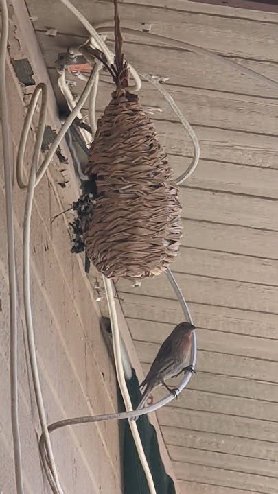 Baby Finch About To Leave The Nest For The First Time Youtube