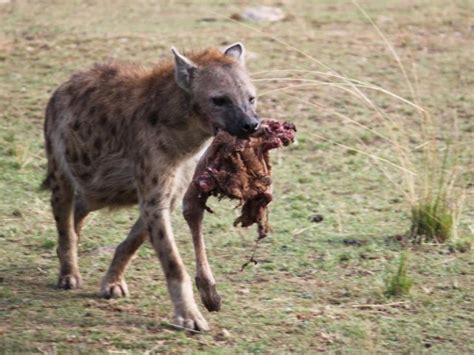 Cuáles Son Los Animales Carroñeros Ejemplos