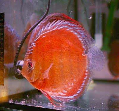 Vivid Wild Discus Wild Discus Cuipeua Red