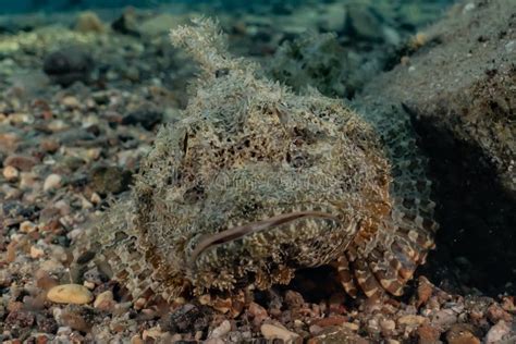 Scorpion Fish Camouflage In The Red Sea Stock Image - Image of indian ...