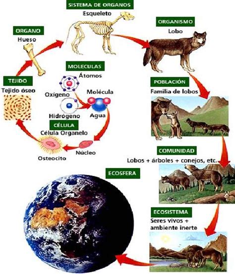 Ecologia animal: INTRODUCCION A LA ECOLOGIA