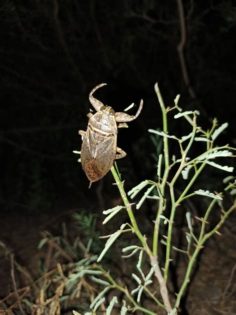 Lethocerus Medius From Onavas MX SO MX On July 30 2023 At 09 27 PM