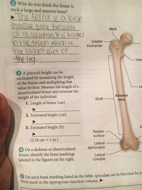 Bone Markings Of The Femur - Wiki Photos