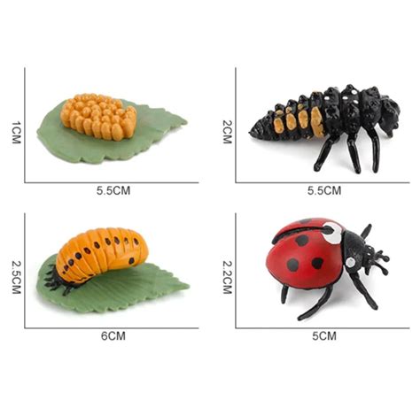 Lady Beetle Life Cycle Kit. Life cycle of Lady Beetle growth 4 stages ...